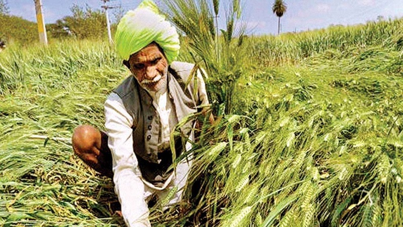 punjab-larger-the-farm-size-more-is-the-per-capita-consumption