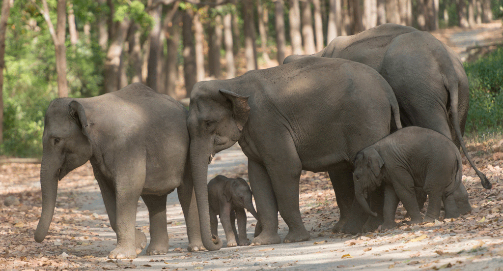 odisha-wildlife-under-serious-threat-as-state-celebrates-wildlife