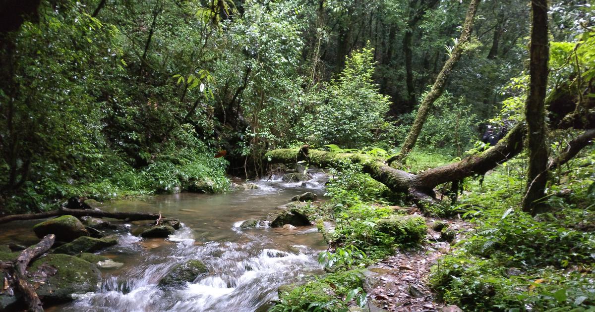 Amendments to Forest Conservation law