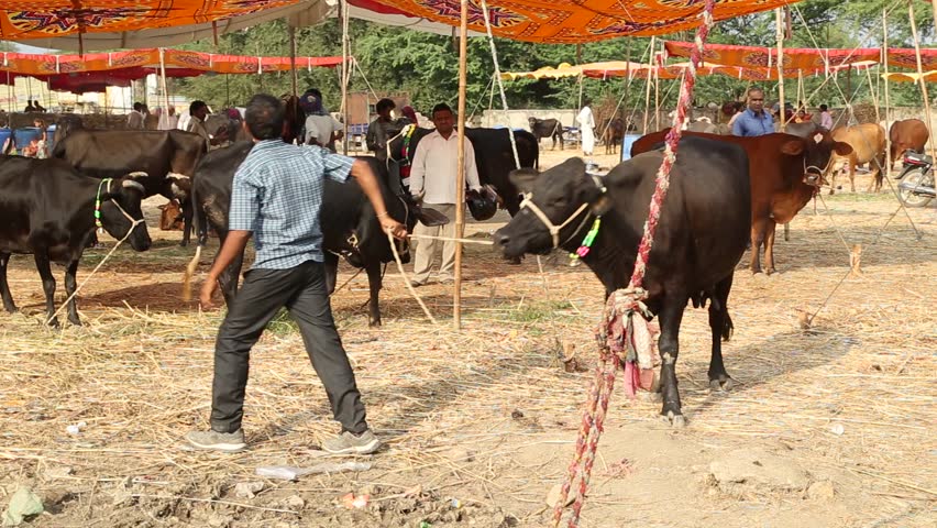 Cow market