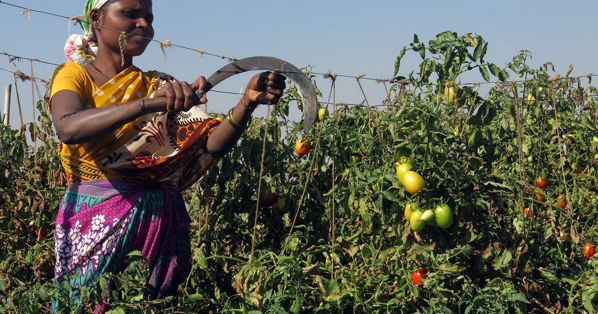 farmers destroying tomato crop