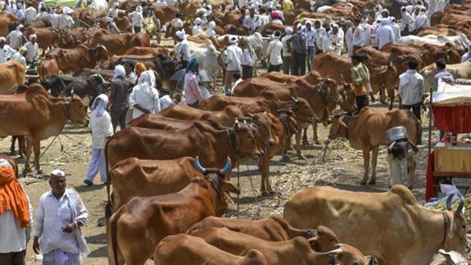 cattle slaughter ban