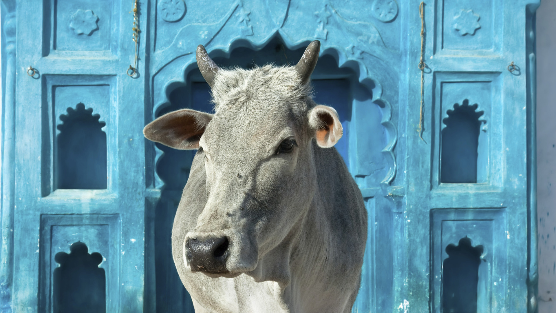 There is no holy cow in the Vedas | SabrangIndia