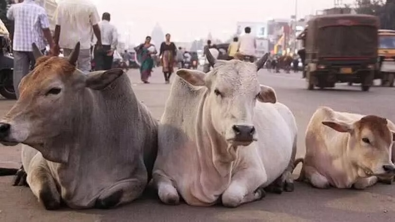 Assam Cattle Preservation Act