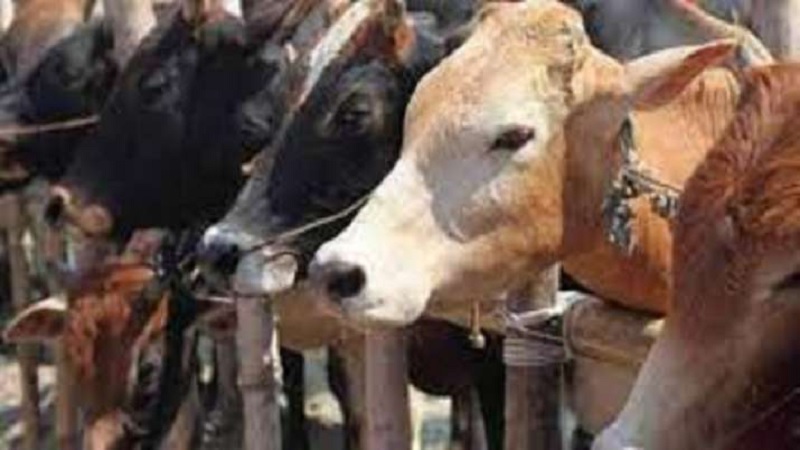 Assam Cattle