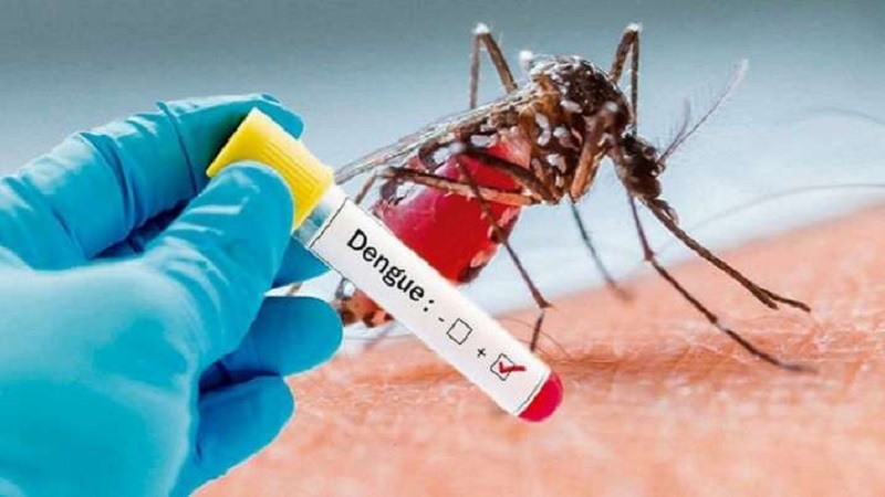 dengue deaths