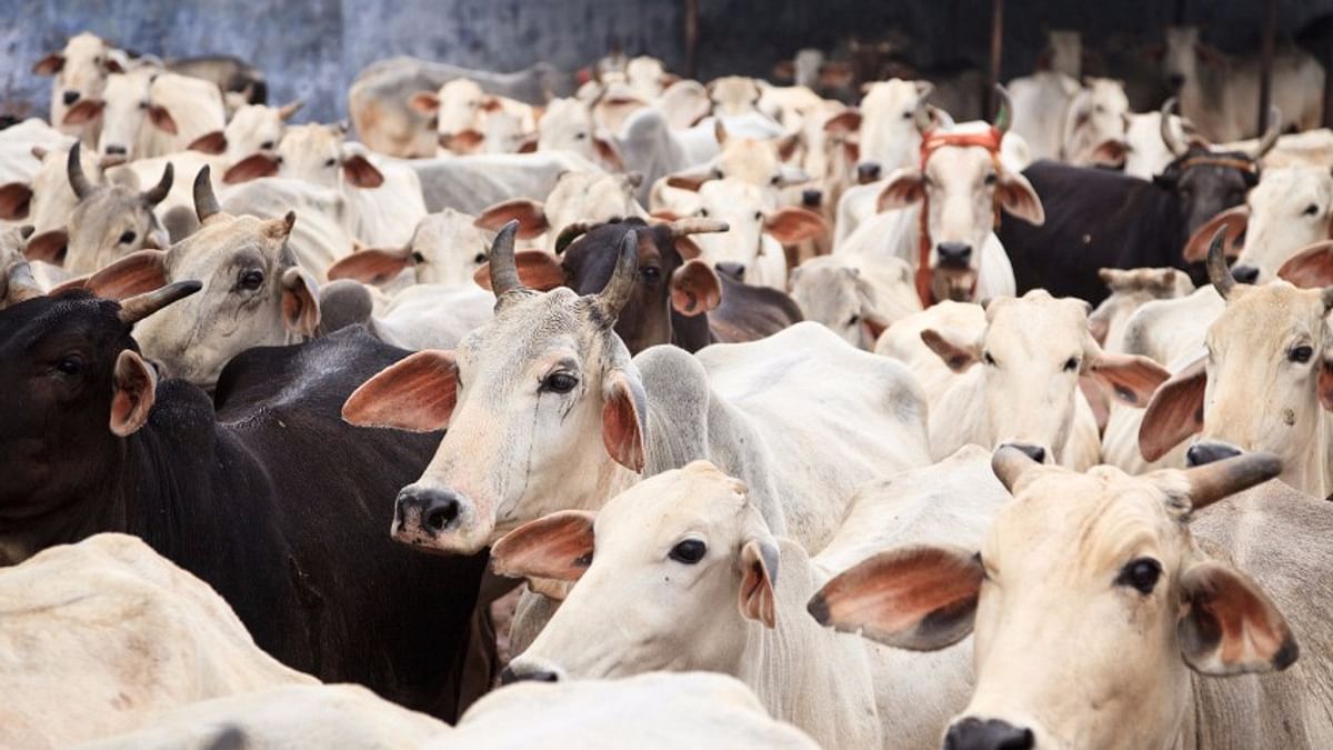 Lakshadweep: Centre proposes ban on cow slaughter, beef