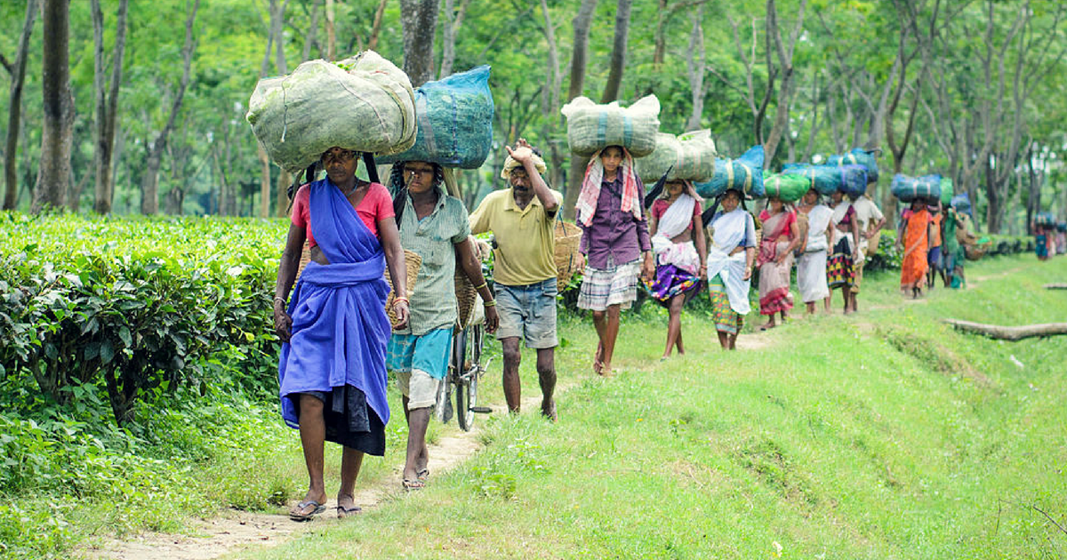 The Adivasi Question Issues of Land, Forest and Livelihood by Indra Munshi