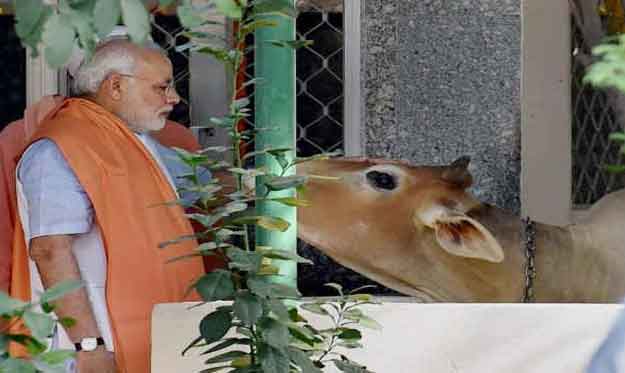 Modi Cow