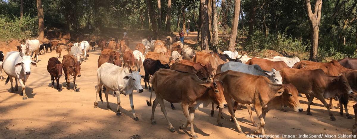 Hindu Vigilantes Push Rajasthan's Cow Trade Into Decline | SabrangIndia