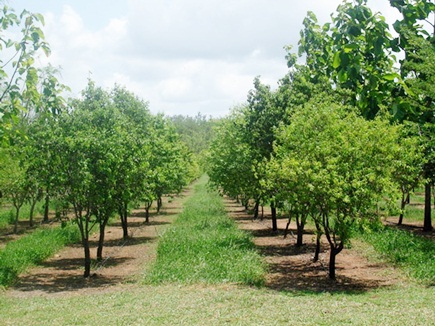 Chandan Tree